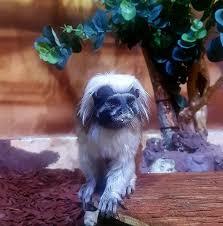 Aquarium van Šibenik